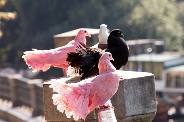 要找到能充 要找到能充